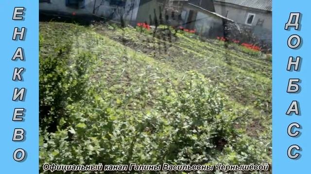 Дачные истории. 05.05.2021  Обзор дачи в мае. Посадила картошку. Красота природы.