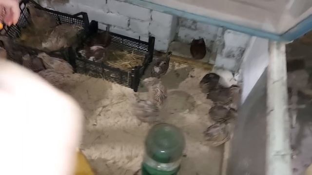 Начали собирать. Готовимся к инкубации.