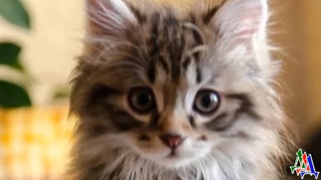 «Тёть, забери КОТЁНКА! А то мама вышвырнуть обещает» - Глазастого пушистика мне притащила племянниц