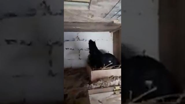 "" ВИДЕО ОБЗОР ГНЕЗД И ГОЛУБЯТНИ ... У ПАШИ БОЛЬШИЕ САЛЫ .. РОСТОВСКАЯ ОБЛ...