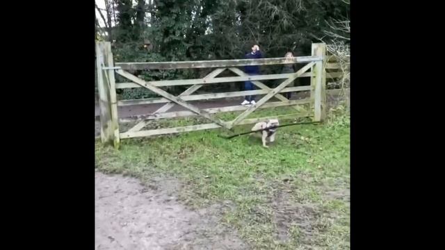 French Bulldogs Funny Moments  Fails Compilation 18 французский бульдог приколы
