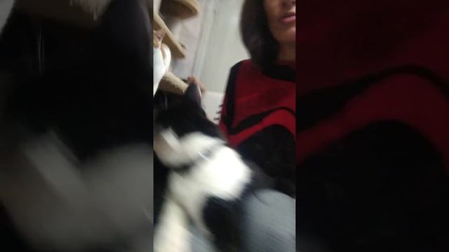 Ласковый кот Фикс и кошка Грифа ищут дом.  Приют.  Спб