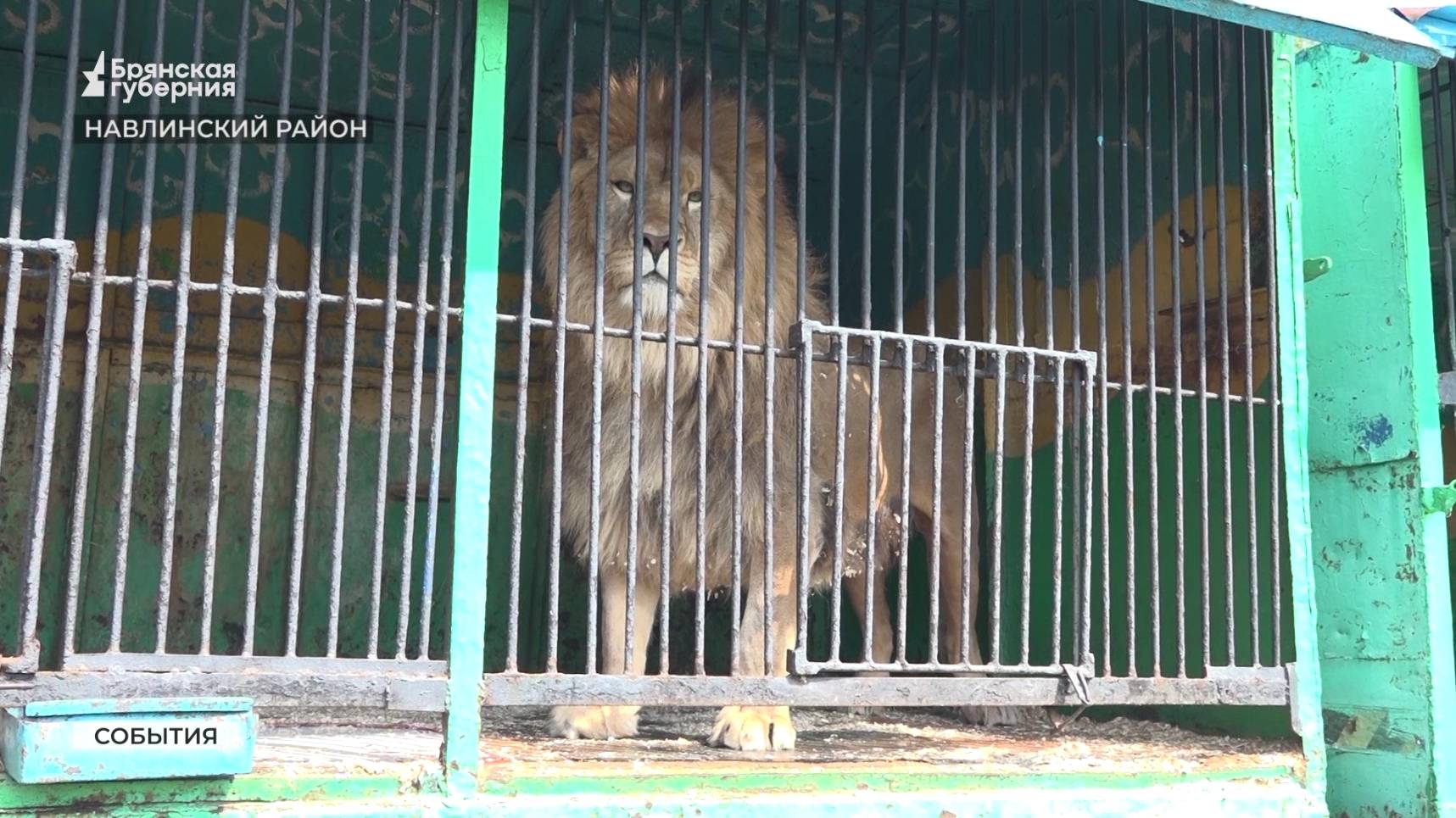 В Навлинском районе нашли заботу и приют краснокнижные тигры