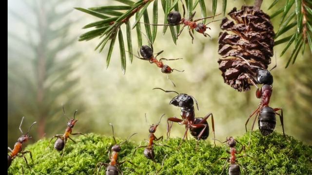 муравьи кто они такие