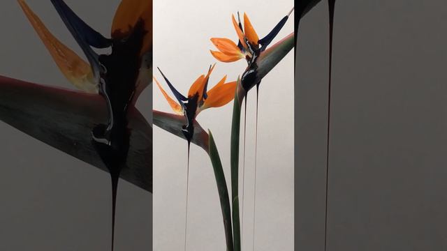 Untitled: Birds of Paradise￼