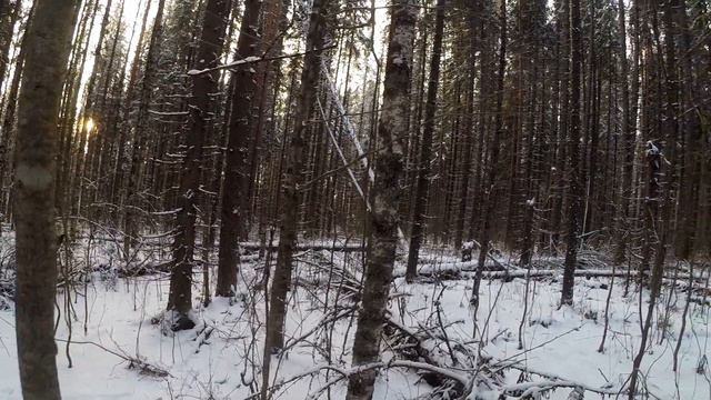 Лайка Муха работает по лосю