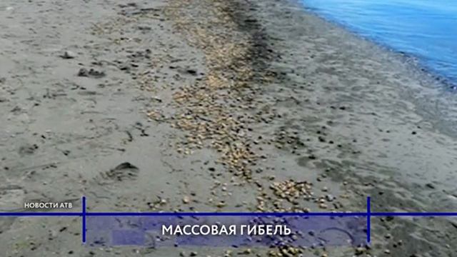 Массовая гибель рыб около Северобайкальска