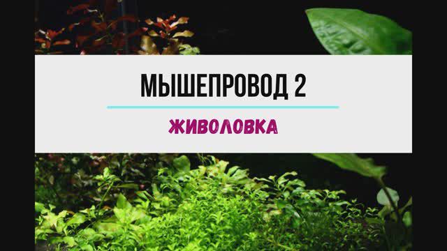 Мышепровод в квартире, вторая часть. Живоловка