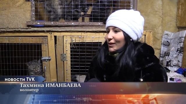 В приюте Пушистый ангел можно взять собаку или кошку
