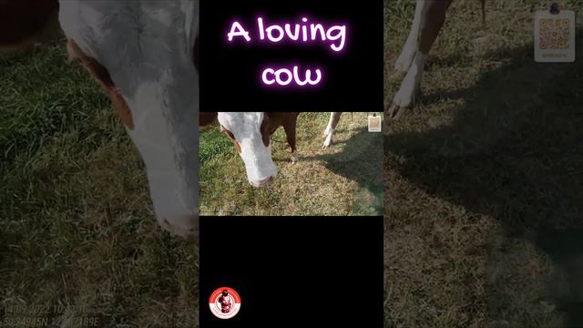 Любвеобильная коровка. A loving cow. #firefighter #firefighters #cow #lovingcow #TrassaTravel