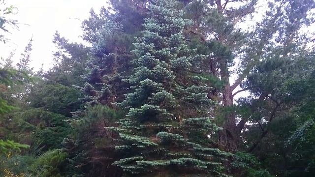 White Fir Abies concolor native to western North America