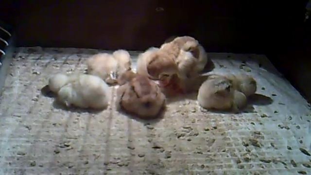 Смешно цыплята засыпают.