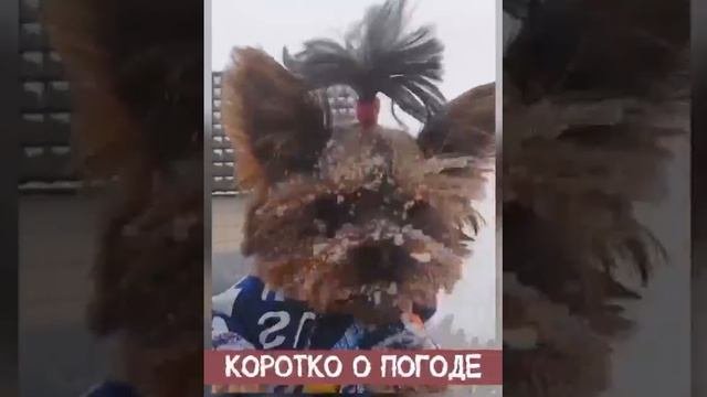 Дошёл Йорк до дома и дыркает и мерзнит.