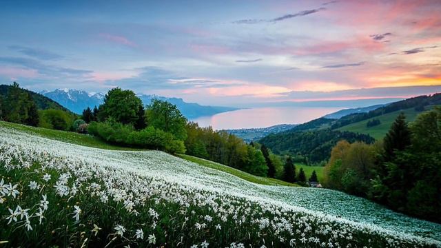 Daffodil Carpet(Nárcisz szőnyeg) - Kenio Fuke /Spirit of Nature/