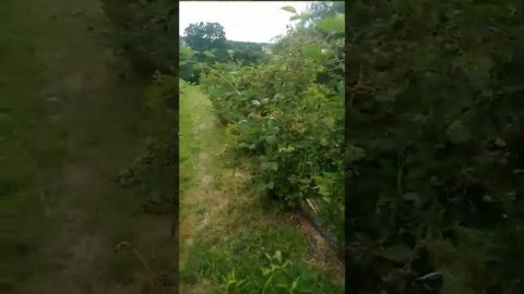 Плантація ожини в Україні (blackberry plantation in Ukraine)