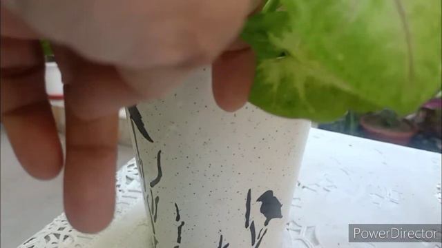 Syngonium Plant Summer care for indoors & outdoors