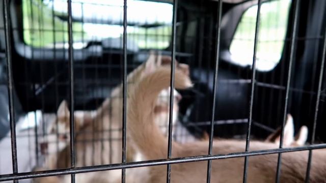 SIBERIAN HUSKY PUPPIES | So many Puppies | HELP US HELP HUSKIES