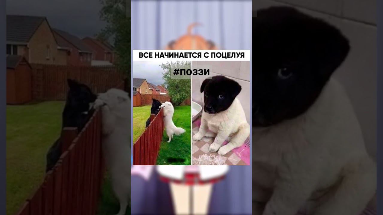 Добрый день. #позитив #мем #поззи #юмор @МГЛА-к2р