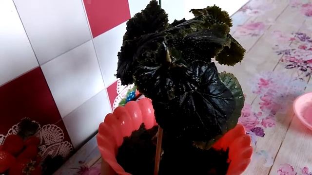Бегония. Белый налет на листиках. Нужен совет!