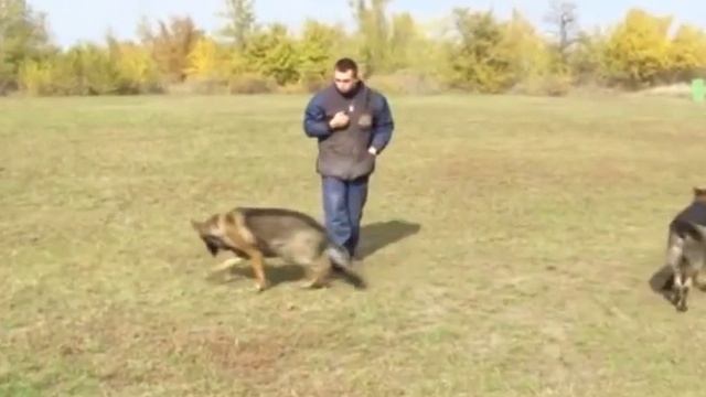 GoodDog. Выбор породы немецкая овчарка рабочего разведения.