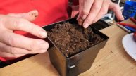 EASY WAY How to Grow Peach Trees from Seed