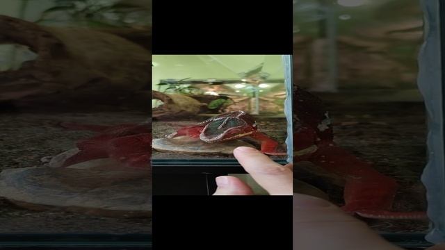 Хамелеончик в Пятигорском музее насекомых