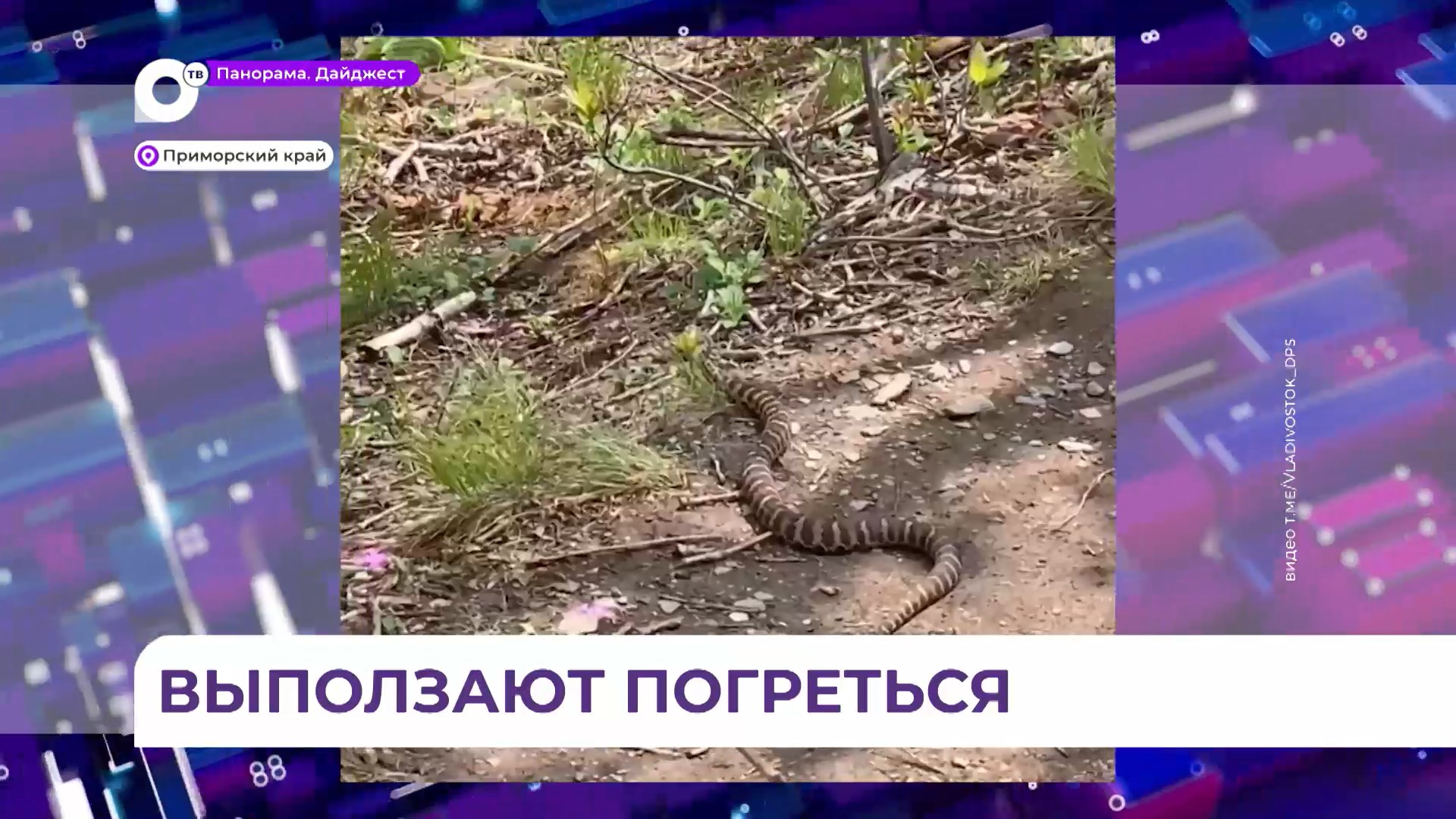 Вместе с тёплой погодой в Приморье активизировались змеи