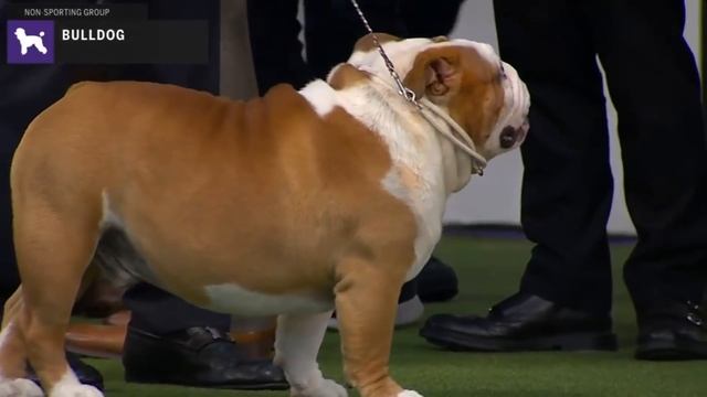 Bulldogs | Breed Judging 2020