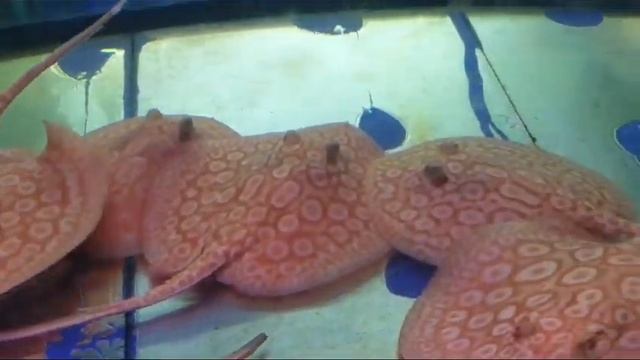 Скаты Альбиносы .В наличии размер 15 + . ЦЕна от 70 тыс