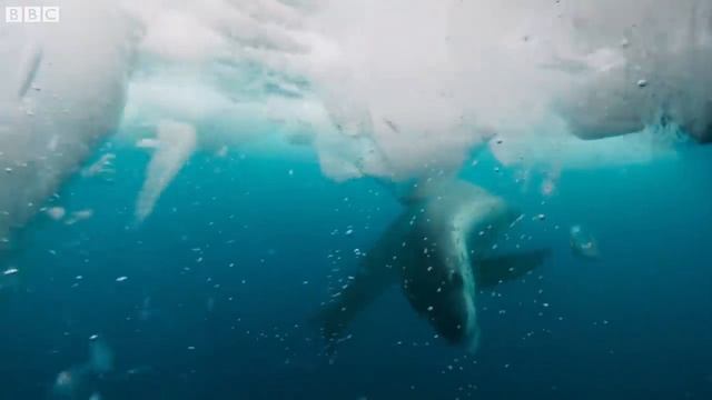 Морской леопард подружился с пингвином.