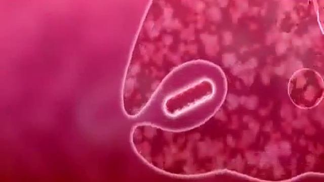 Фагоцитоз МБТ формирование гранулемы