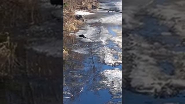 Норка бегает по берегу. Весна!.mp4