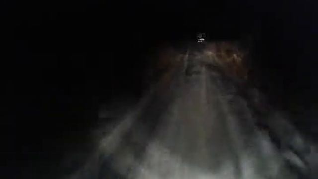 дикая мотособака 1