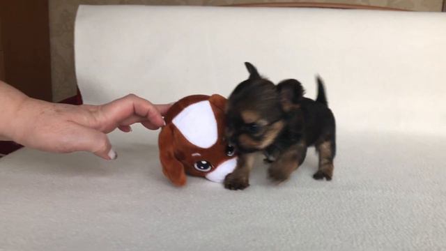 Питомник ИРИКИДС. Йоркширские терьеры, биверы, русская салонная собака.