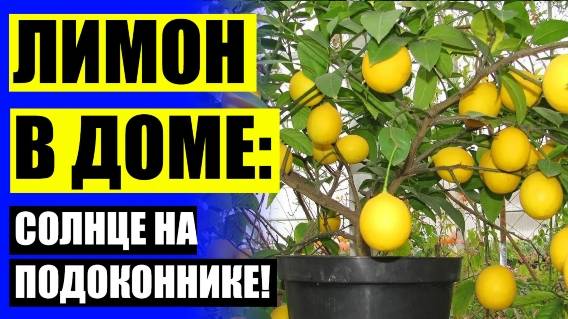 Как вырастить домашний лимон из черенка ❕ Лимон в домашних условиях выращивание и уход
