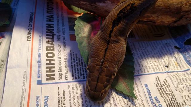 Super Dwarf python reticulatus female