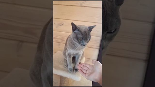 Дрессированный котик 🥰🥰🥰