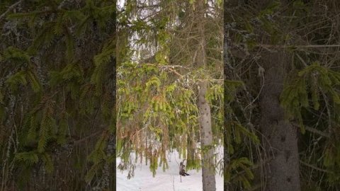 Величественный Карельский лес #природа #спокойствие #умиротворение #лес