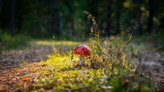 Утренняя молитва о исцелении мочевого пузыря на русском языке