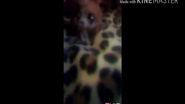 Леопардовый фон