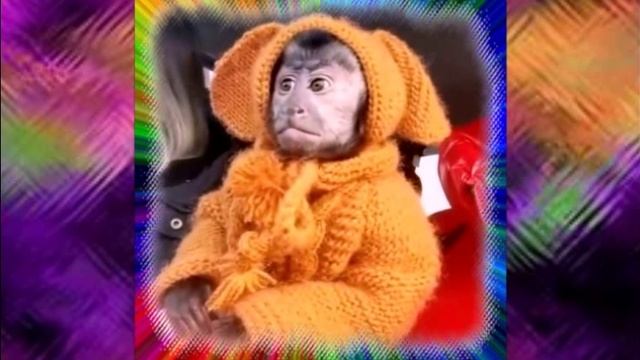 поехали на деревню к бабушке
