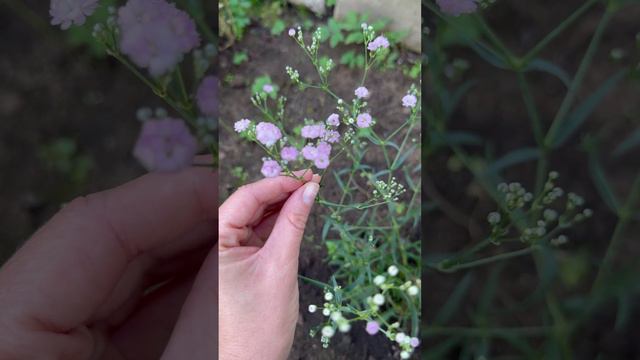 Гипсофила зацвела🌸#shorts