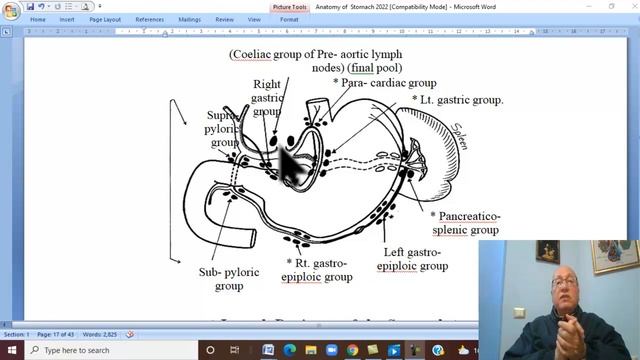 Anatomy GIT Module in English ( Stomach , part 3  ) ,  by Wahdan  A