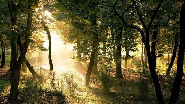 Звуки природы Объединение с природой Теплое и солнечное утро Пение птиц