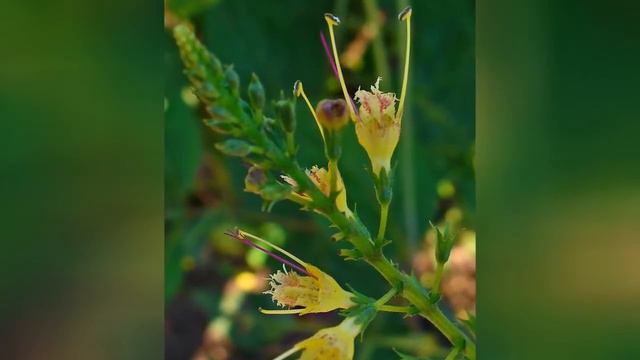 КОЛЛИНСОНИЯ  (COLLINSONIA)  Сем. Губоцветные ( Lamiaceae )