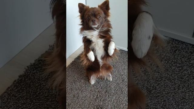 Чихуахуа чихает