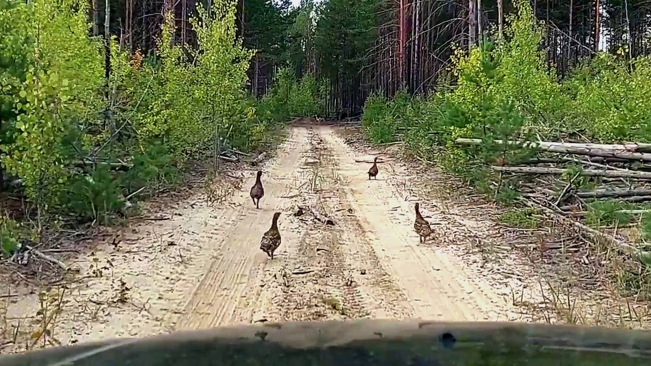 Как правильно пасти глухарей))