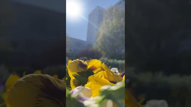 Цветочки в Анапе весной 2024