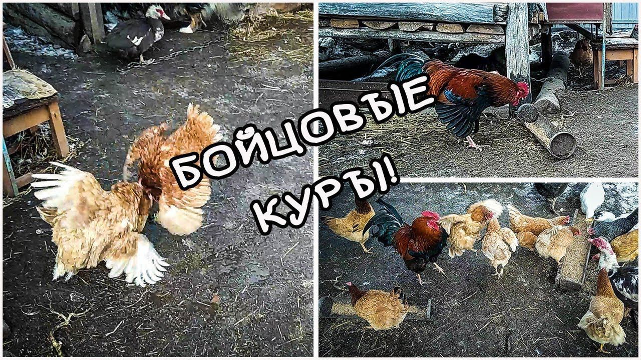 Деревенские будни. Куриные бои. Жизнь в деревне.