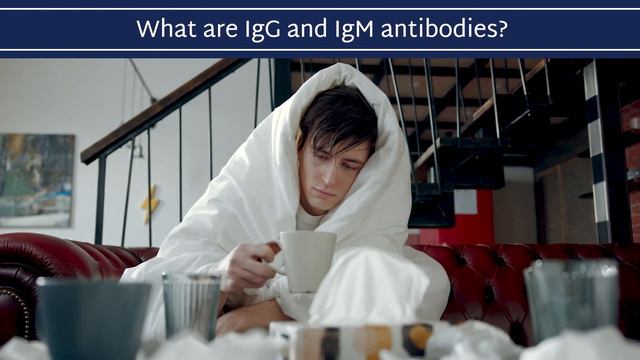 What are IgG and IgM antibodies?